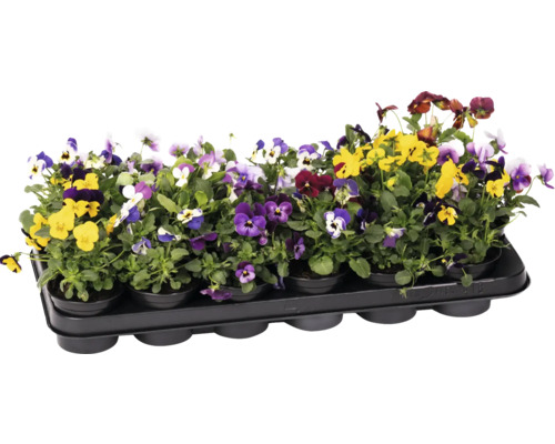 Varietate de panseluțe într-o tavă de creștere