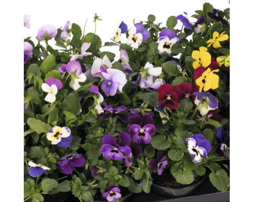 Panseluțe multicolore în ghiveci