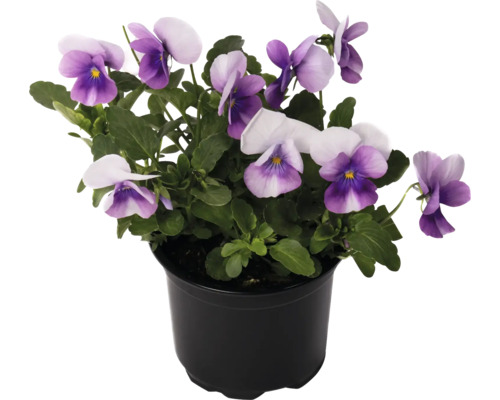 Violete cornute în ghiveci negru