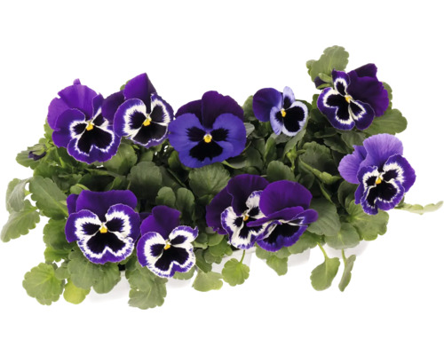 Panseluțe violet cu frunze verzi.