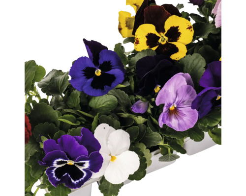 Panseluțe multicolore într-un ghiveci.