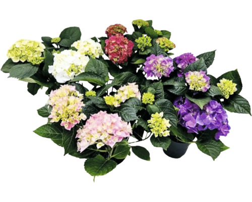 Hortensie Mix FloraSelf Hydrangea macrophylla H 35 cm ghiveci Ø 14 cm diferite culori
