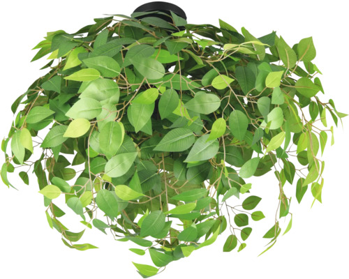 Plantă suspendată cu frunze verzi pentru decorare