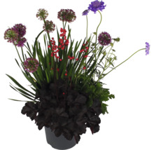 Aranjament floral în ghiveci cu ceapă decorativă, clopoței purpurii și alte flori