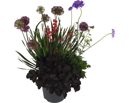 Aranjament floral în ghiveci cu ceapă decorativă, clopoței purpurii și alte flori