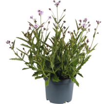 Plantă verbină în ghiveci cu flori liliac