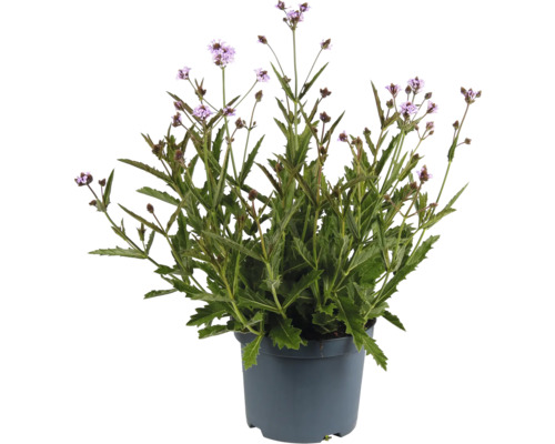 Plantă verbină în ghiveci cu flori liliac