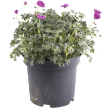 Geranium la ghiveci cu flori violet