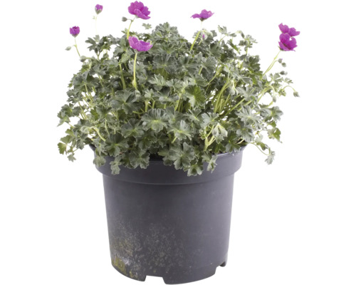 Geranium la ghiveci cu flori violet