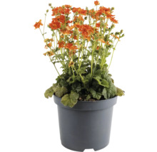 Geum coccineum într-un ghiveci