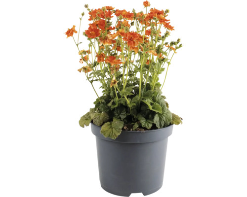 Geum coccineum într-un ghiveci