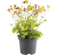 Plantă erbacee de aur în ghiveci