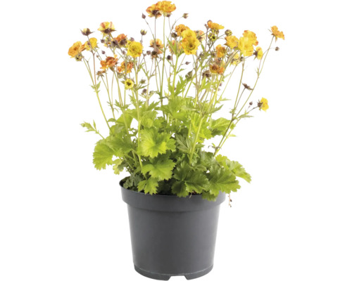 Plantă erbacee de aur în ghiveci