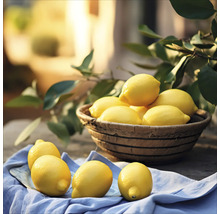 Tablou sticlă Lemons III 50x50 cm