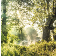 Tablou sticlă Floodplain Forest 50x50 cm