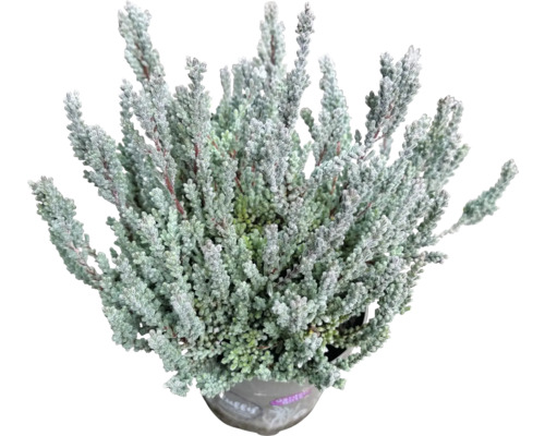 Calluna FloraSelf Calluna Gardengirls® 'Fluffy' ghiveci Ø 11 cm