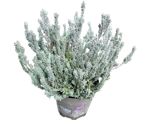 Cineraria argintie în ghiveci