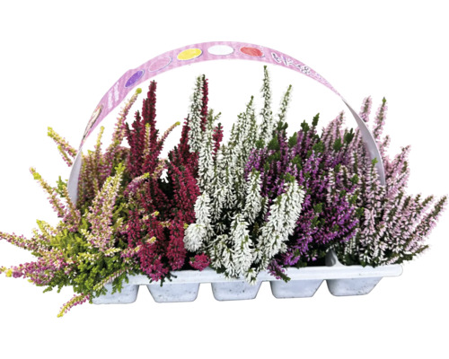 Calluna FloraSelf Calluna vulgaris Beauty Ladies High Five pachet 10 buc.