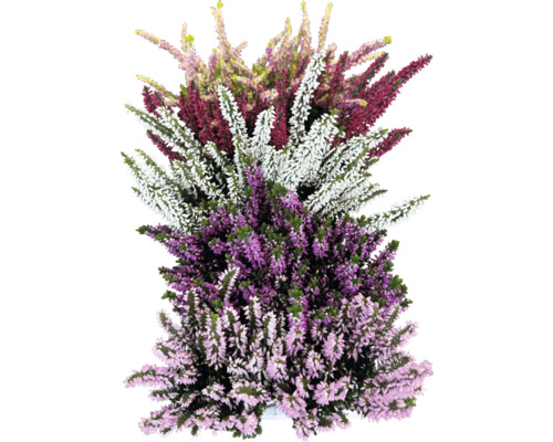 Diverse plante de heather într-un grup