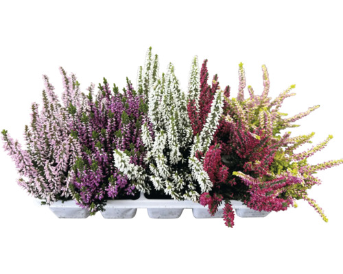 Plante de iarbă neagră în diferite culori, într-un aranjament