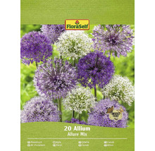 Pachet cu 20 de bulbi de Allium Allure Mix