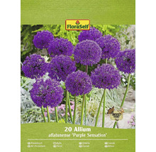 Pachet cu 20 bulbi de Allium aflatunense ''Purple Sensation''