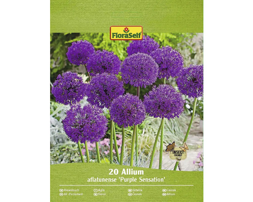 Pachet cu 20 bulbi de Allium aflatunense ''Purple Sensation''