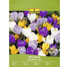 FloraSelf Crocus Grandiflora mix, 30 bucăți, prietenos cu insectele
