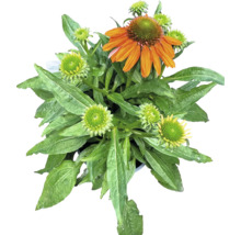 Plantă Echinacea cu frunze și flori portocalii