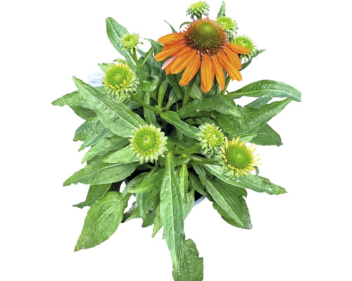 Plantă Echinacea cu frunze și flori portocalii