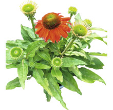 Plantă de echinacea cu frunze și flori