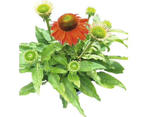 Plantă de echinacea cu frunze și flori