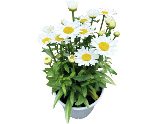 Margaretă FloraSelf Leucanthemum maximum 'Dwarf Snow Lady' | HORNBACH