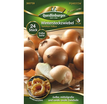 Ceapă de iarnă din soiul Senshyu Yellow de la Quedlinburger, 24 bucăți
