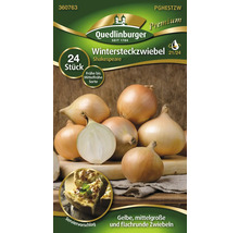 Arpagic de iarnă, soiul Shakespeare, 24 bucăți