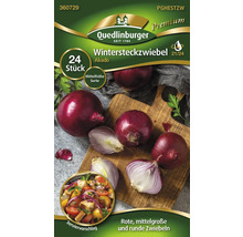 Pachet arpagic de iarnă Akado, ceapă roșie, medie și rotundă