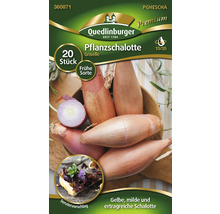 Ambalaj ceapă eșalotă de plantat soiul Griselle cu 20 bucăți