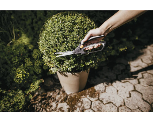 Foarfecă de grădinărit taie buxus în formă sferică în ghiveci