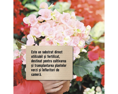 Plantă de apartament înflorită cu informații despre pământul de flori