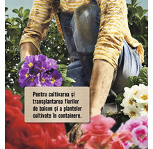 Persoană care plantează flori pentru balcon și containere.