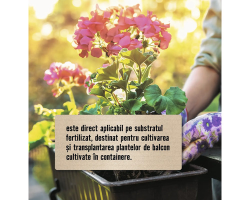 Flori într-un vas cu text despre aplicarea pe substrat fertilizat pentru plantele de balcon