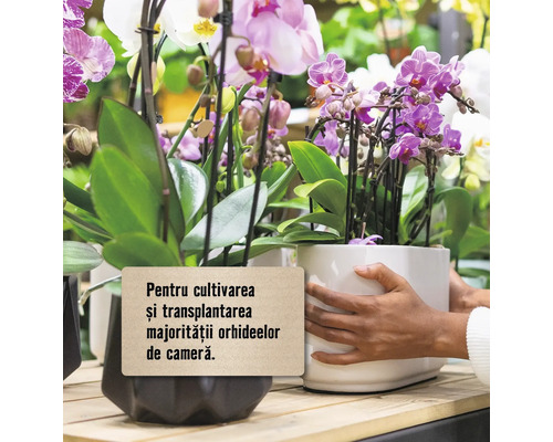 Diverse orhidee în ghivece sunt oferite spre vânzare.