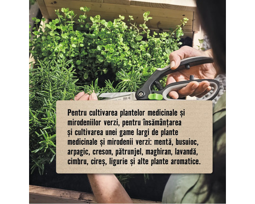 Foarfecă de grădinărit tăind ierburi aromatice în grădină