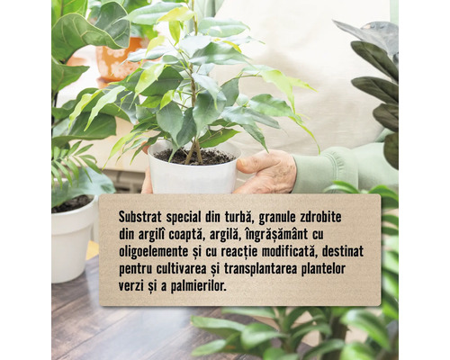 Substrat special din turbă, granule zdrobite din argilă coaptă, argilă, îngrășământ cu oligoelemente și cu reacție modificată, destinat pentru cultivarea și transplantarea plantelor verzi și a palmierilor.