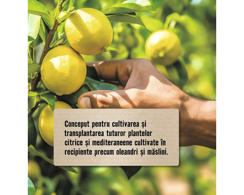 Lămâi pe lamai cu mână