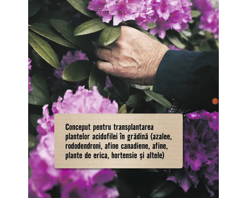 Concept pentru transplantarea plantelor acidofile în grădină (azalee, rododendroni, afine canadiene, afine, plante de erica, hortensie și altele)