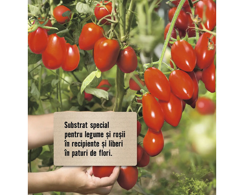 Plantă de tomate cu fructe și semn pentru pământ special pentru legume