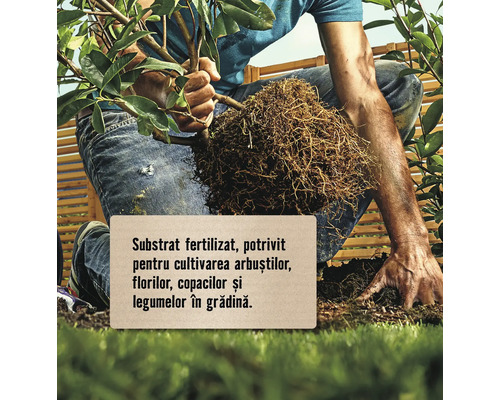 O persoană plantează o plantă cu balot de rădăcini în pământ.