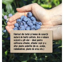 Mâini cu afine și text despre turbă și humus pentru plante acidofile