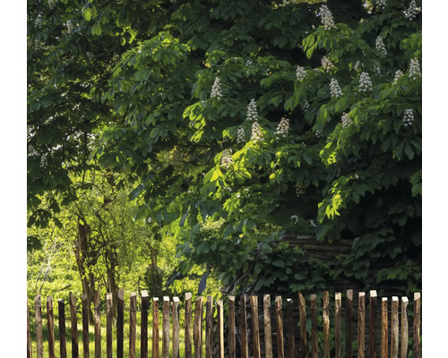 Gard din lemn în grădină în fața unui copac